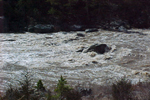 Cats Paw - high water